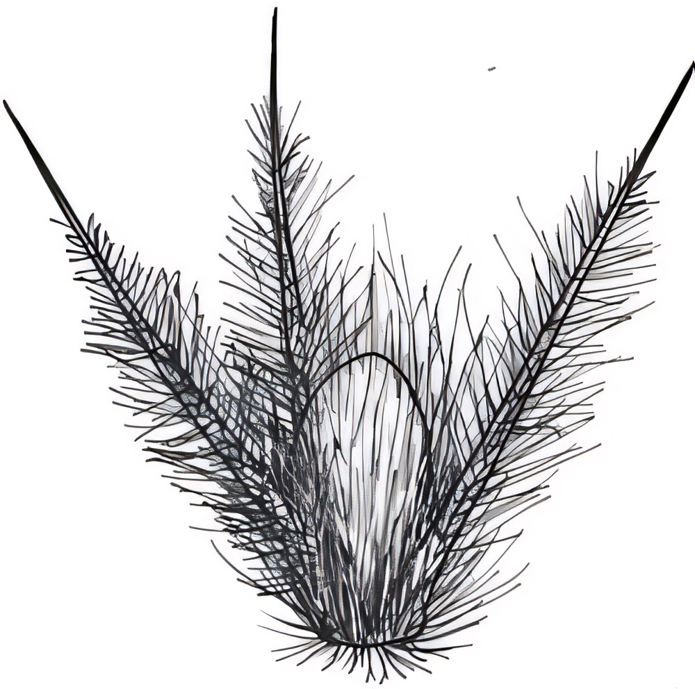 Sclerolaena lanicuspis