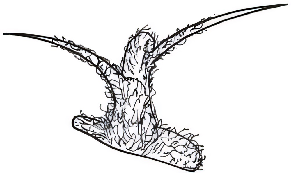 Sclerolaena obliquicuspis
