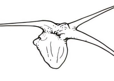 Sclerolaena tricuspis