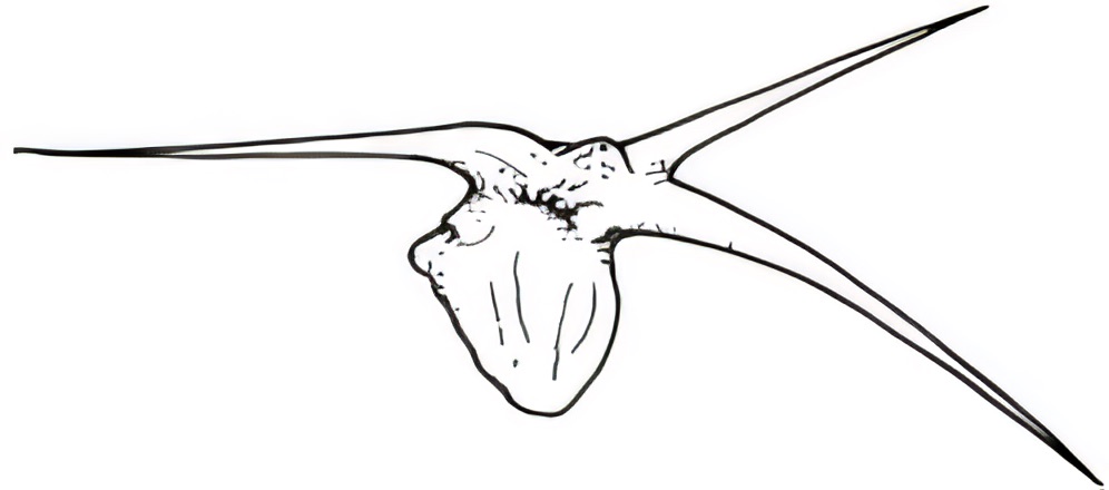 Sclerolaena tricuspis