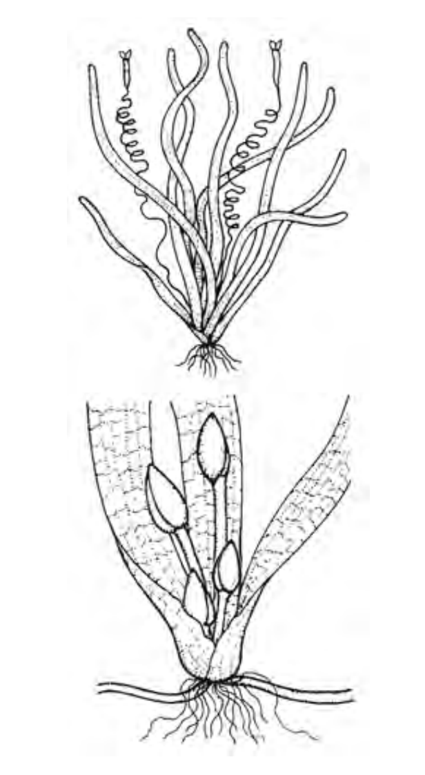 Vallisneria australis