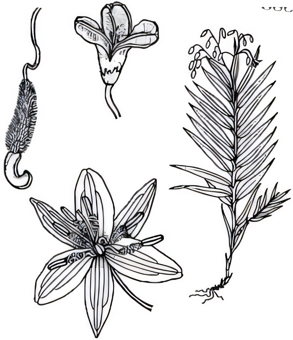 Stypandra glauca
