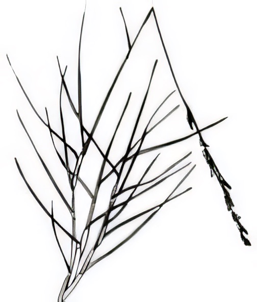 Triodia scariosa