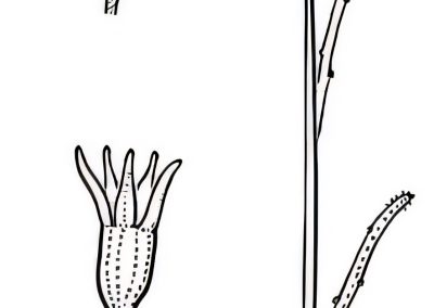 Wahlenbergia fluminalis