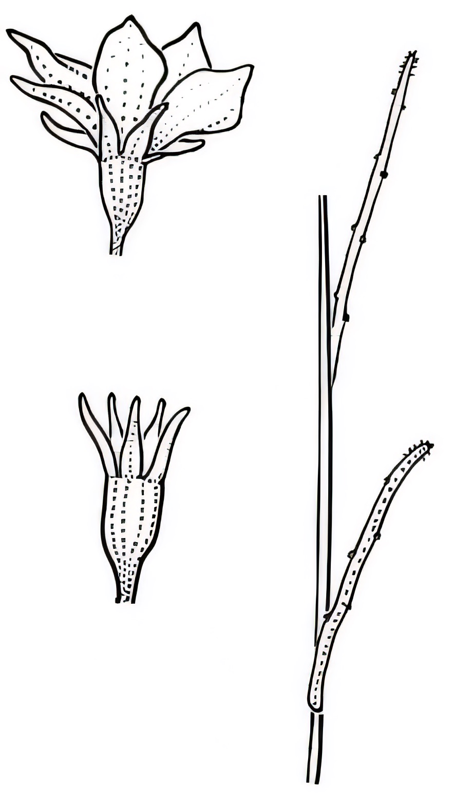 Wahlenbergia fluminalis