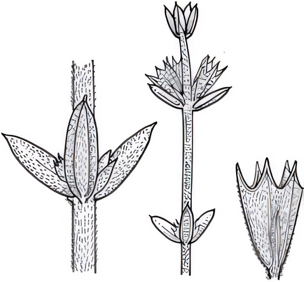 Westringia rigida