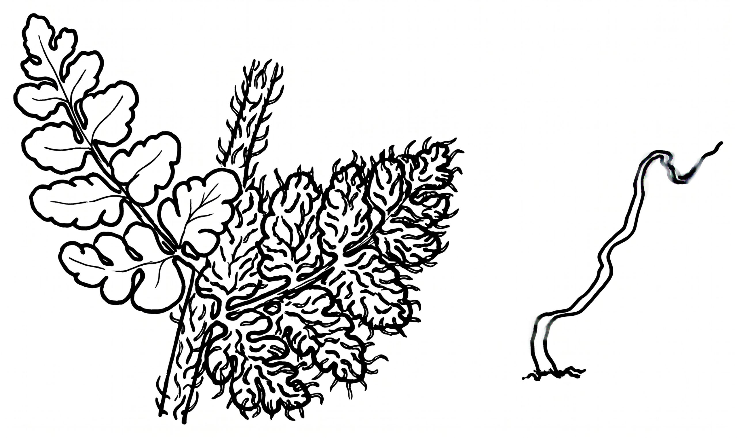 Cheilanthes lasiophylla
